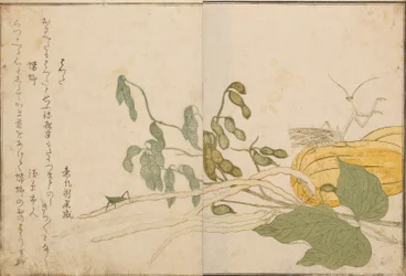Sauterelle et mante religieuse, 1788